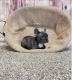 French Bulldog Puppies for sale in Castro Valley, CA, USA. price: $850