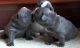 French Bulldog Puppies for sale in Flagstaff, AZ, USA. price: $850