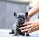 French Bulldog Puppies for sale in Flagstaff, AZ, USA. price: $750