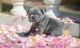 French Bulldog Puppies for sale in Flagstaff, AZ, USA. price: $750