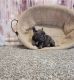 French Bulldog Puppies for sale in Flagstaff, AZ, USA. price: $650