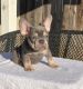 French Bulldog Puppies for sale in Flagstaff, AZ, USA. price: $850