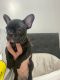 French Bulldog Puppies for sale in Astoria, Queens, NY, USA. price: $3,500