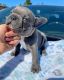 French Bulldog Puppies for sale in 203 US-1, Norlina, NC 27563, USA. price: NA