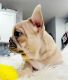French Bulldog Puppies for sale in Portland, OR, USA. price: $5,000