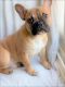 French Bulldog Puppies for sale in Irvine, CA, USA. price: $1,800
