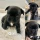 French Bulldog Puppies for sale in Minneapolis, MN, USA. price: $3,500