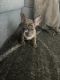 French Bulldog Puppies for sale in San Mateo, CA 94403, USA. price: $4,500