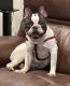 French Bulldog Puppies for sale in Richmond, TX 77406, USA. price: $400