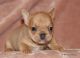 French Bulldog Puppies for sale in Medford, OR, USA. price: NA