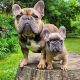 French Bulldog Puppies for sale in Florida City, FL, USA. price: $1,500
