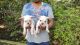 French Bulldog Puppies for sale in Electronic City, Bengaluru, Karnataka, India. price: 25000 INR