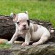 French Bulldog Puppies for sale in Florida City, FL, USA. price: $1,800