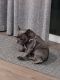 French Bulldog Puppies for sale in Pacific, WA, USA. price: $3,500