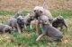 French Bulldog Puppies for sale in Covington, GA, USA. price: NA