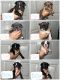 French Bulldog Puppies for sale in Brawley, CA 92227, USA. price: NA