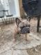 French Bulldog Puppies for sale in Richmond, VA, USA. price: $2,500