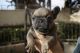 French Bulldog Puppies for sale in Oxnard, CA 93030, USA. price: $3,500
