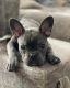 French Bulldog Puppies for sale in Woodstock Dr, Stockton, CA 95207, USA. price: NA