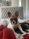 French Bulldog Puppies for sale in Mesa, AZ 85206, USA. price: $1,000