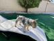 French Bulldog Puppies for sale in Livermore, CA, USA. price: $6,000
