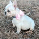 French Bulldog Puppies for sale in Nevada City, CA 95959, USA. price: $1,800