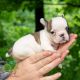 French Bulldog Puppies for sale in California, MD, USA. price: $1,600