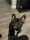 French Bulldog Puppies for sale in Antioch, CA 94509, USA. price: $2,500