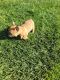 French Bulldog Puppies for sale in Chino, CA, USA. price: NA