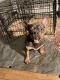 French Bulldog Puppies for sale in Mankato, MN, USA. price: $2,800