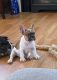French Bulldog Puppies for sale in Ewa Beach, HI, USA. price: $4,000