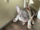 French Bulldog Puppies for sale in Salinas, CA, USA. price: $4,500