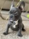 French Bulldog Puppies for sale in West Bloomfield Township, MI, USA. price: $3,400