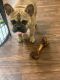 French Bulldog Puppies for sale in Blue Springs, MO, USA. price: $1,500