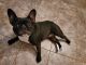 French Bulldog Puppies for sale in Dublin, OH, USA. price: $3,500