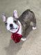 French Bulldog Puppies for sale in Fredericksburg, VA 22401, USA. price: $5,000