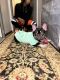 French Bulldog Puppies for sale in Paducah, KY, USA. price: NA