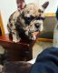 French Bulldog Puppies for sale in Mechanicsburg, OH 43044, USA. price: $3,500