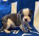 French Bulldog Puppies for sale in Riverview, FL 33579, USA. price: NA