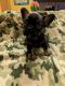 French Bulldog Puppies for sale in Hobart, IN, USA. price: $2,000