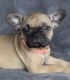 French Bulldog Puppies for sale in Spokane, WA, USA. price: $4,000