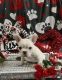French Bulldog Puppies for sale in Kokomo, IN, USA. price: $3,200
