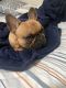 French Bulldog Puppies for sale in Deltona, FL, USA. price: $1,000