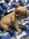 French Bulldog Puppies for sale in Crystal River, FL, USA. price: $6,500
