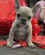French Bulldog Puppies for sale in Reseda, Los Angeles, CA, USA. price: NA