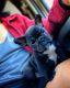 French Bulldog Puppies for sale in 242 Victoria St, San Francisco, CA 94132, USA. price: NA