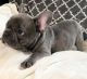 French Bulldog Puppies for sale in Dayton, OH, USA. price: $800