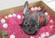 French Bulldog Puppies for sale in Sunrise, FL, USA. price: $3,500