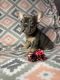 French Bulldog Puppies for sale in Panama City Beach, FL, USA. price: $800