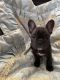 French Bulldog Puppies for sale in Hugo, MN, USA. price: NA